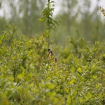 P5194050-2.jpg