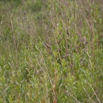 P5194064-2.jpg