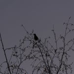PB054719.jpg