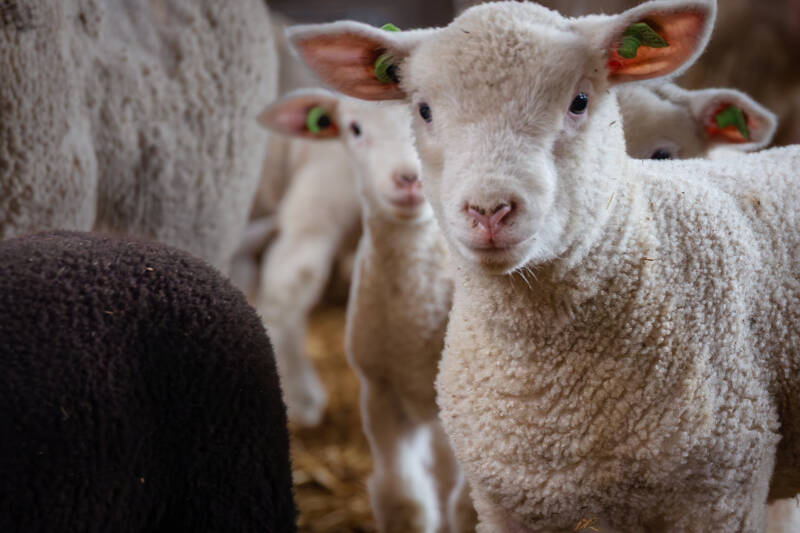 Agrarische fotografie op de boerderij | Lammetjes fotoshoot