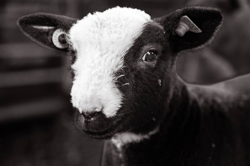 Agrarische fotografie op de boerderij | Lammetjes fotoshoot
