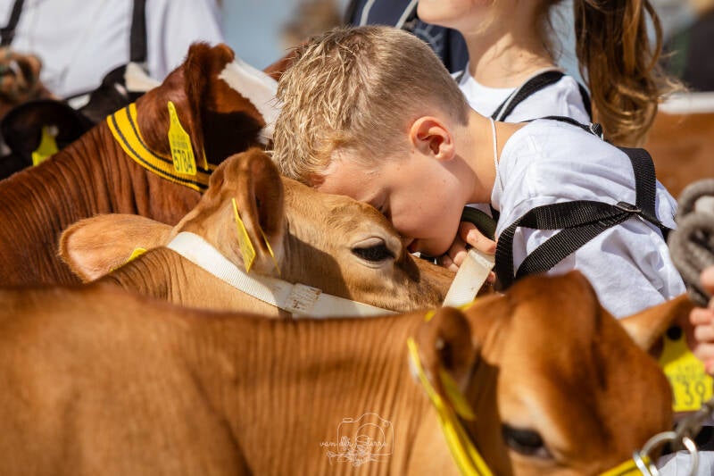 vebo-koeienshow-2026-agrarische-fotograaf.jpg