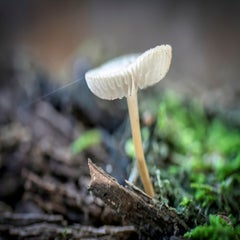 _dsc7465-2.jpg