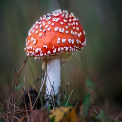 _dsc7509.jpg