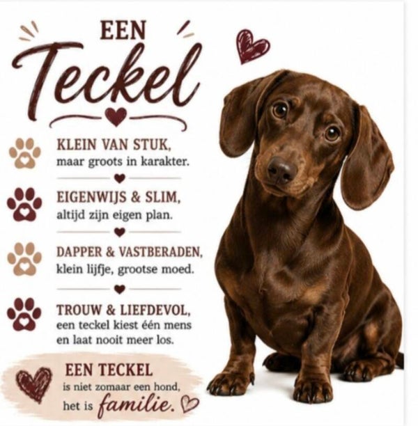 Tegeltje teckel