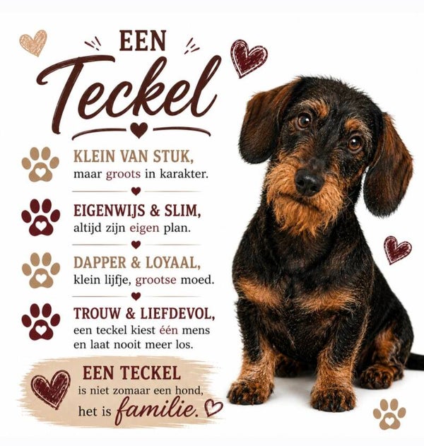 Tegeltje ruwharige teckel
