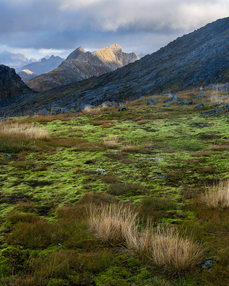 gr-nne-mose-og-sivet-forran-fjell-standard.jpg