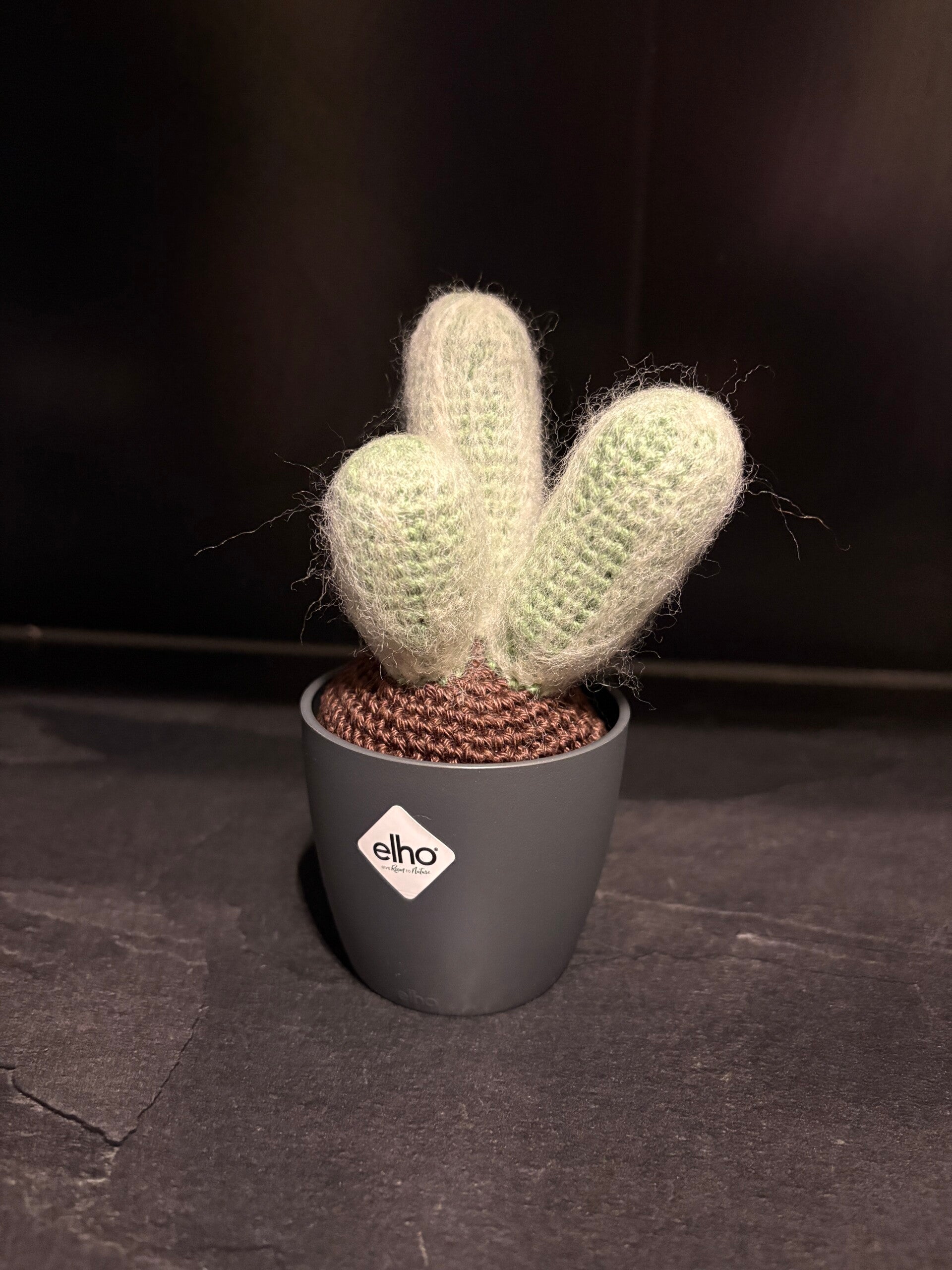 Mini cactus Echinocereus Nivosus
