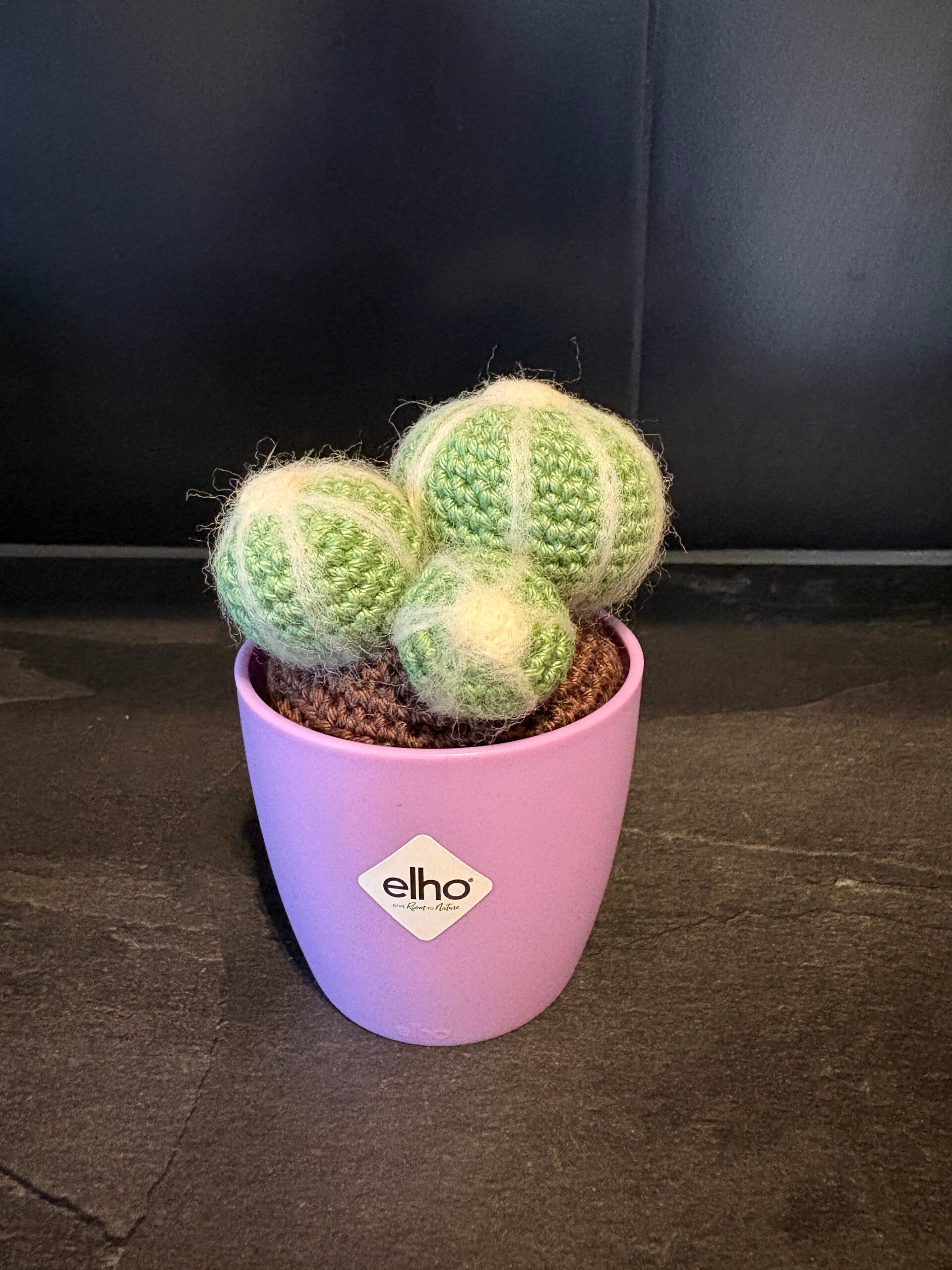 Mini cactus Parodia Scopa