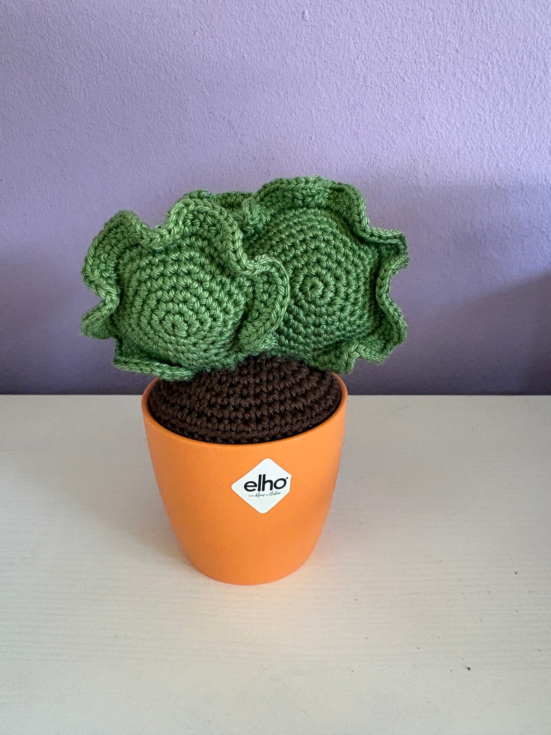 MIni vetplant Cotyledon Undulata