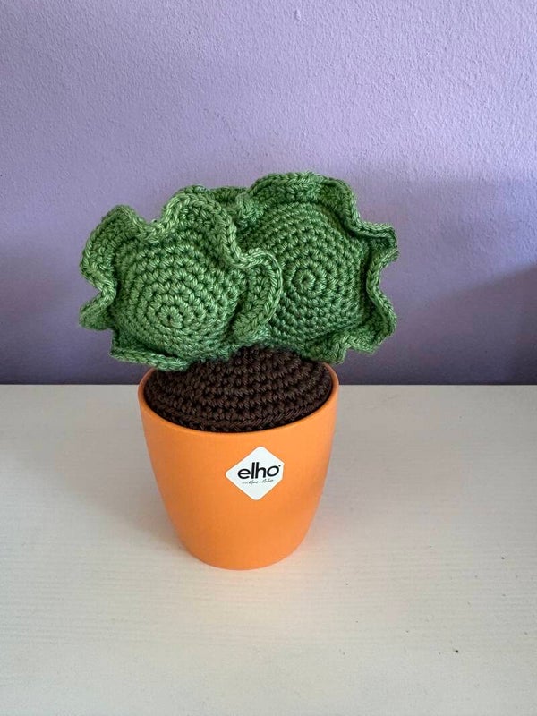 MIni vetplant Cotyledon Undulata