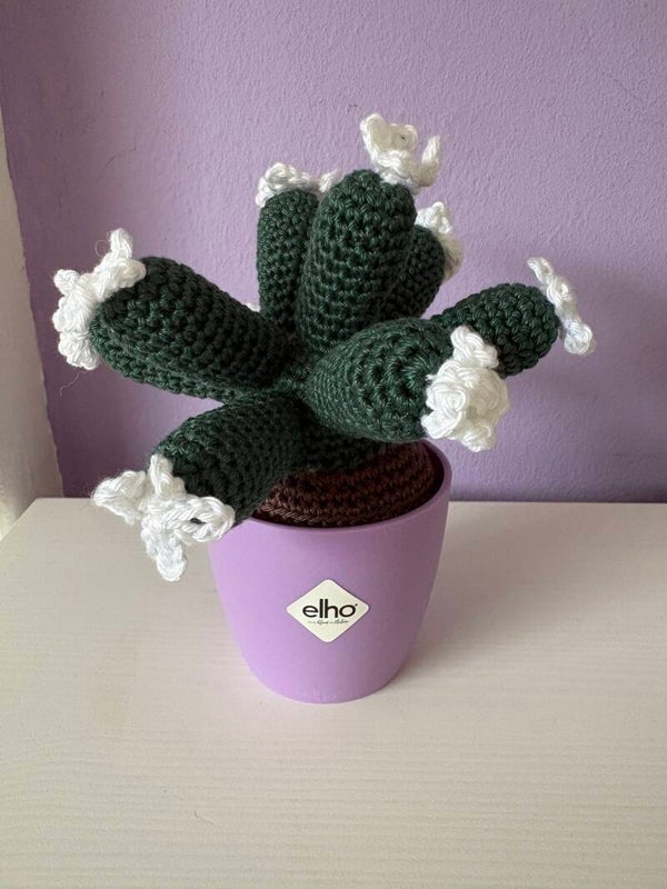 Mini Escobaria Abdita