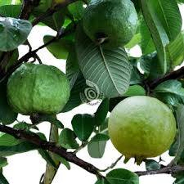 Guava