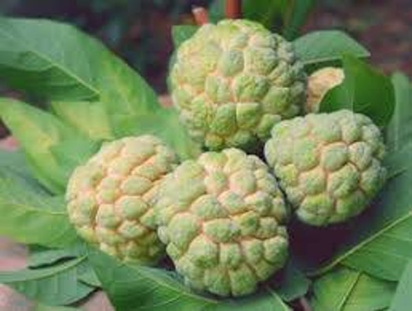 Custard Apple