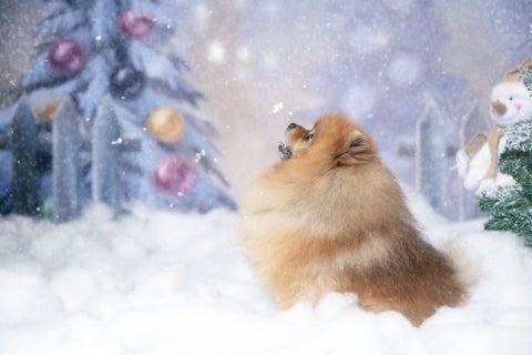 web_20231026--yh9_3676-kerstshoot-otto.jpg