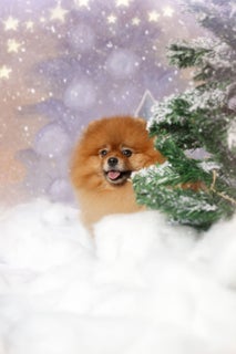web_20231026--yh9_3687-kerstshoot-otto.jpg