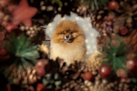 web_20231026--yh9_3879-kerstshoot-otto.jpg