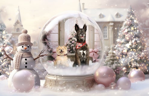web_snow-globe.jpg