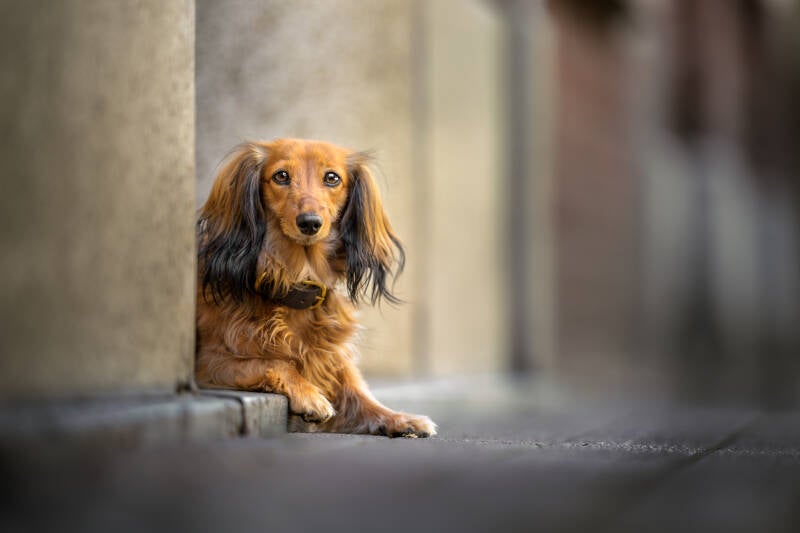 jjz9-250907-59362-dogs-in-the-city-stella-standard-fdlu4y.jpg