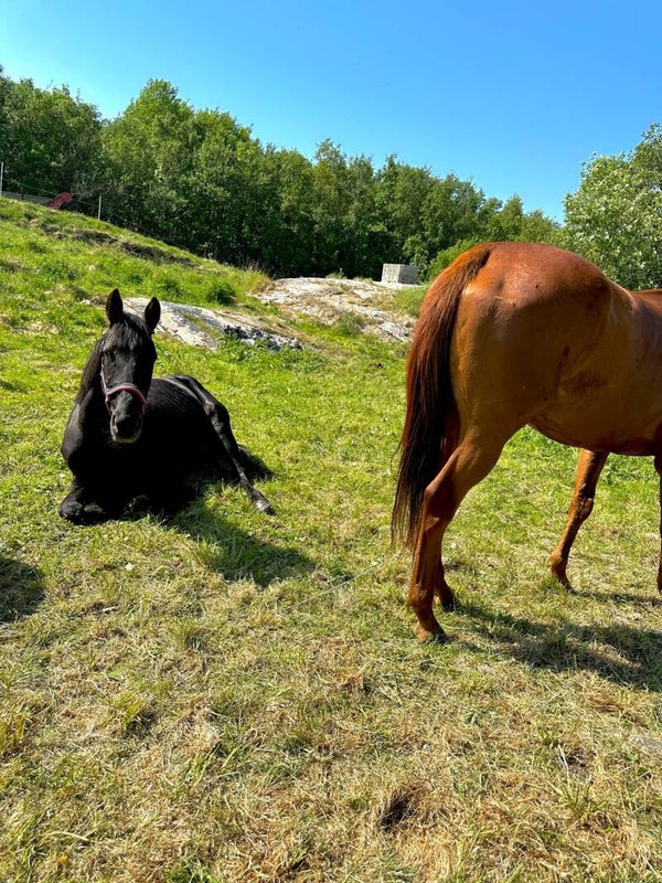 Rideleir uke 32 - Dagleir (depositum)