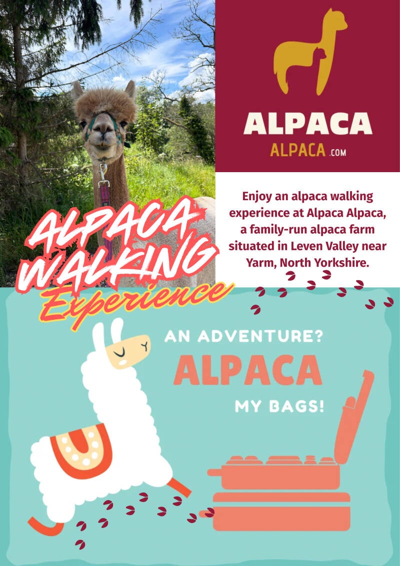 enjoy-an-alpaca-walking-experience-at-alpaca-alpaca-a-family-run-alpaca-farm-situated-in-leven-valley-near-yarm-north-yorkshire-standard.jpg
