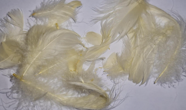 Pale Yellow Feathers
