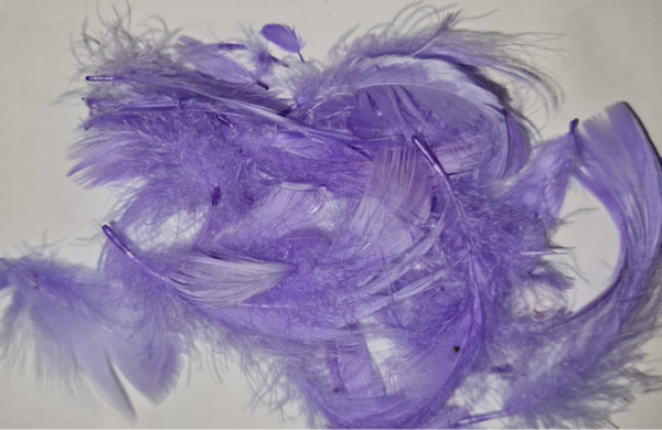 Lilac Feathers