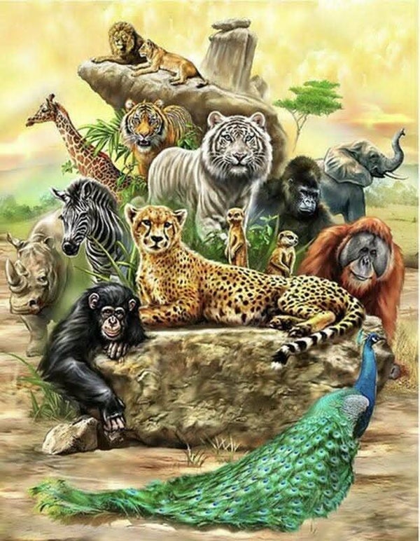DP Savane 01