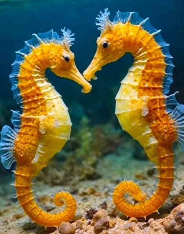 DP Hippocampe 08