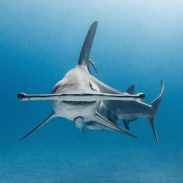 DP Requin 11