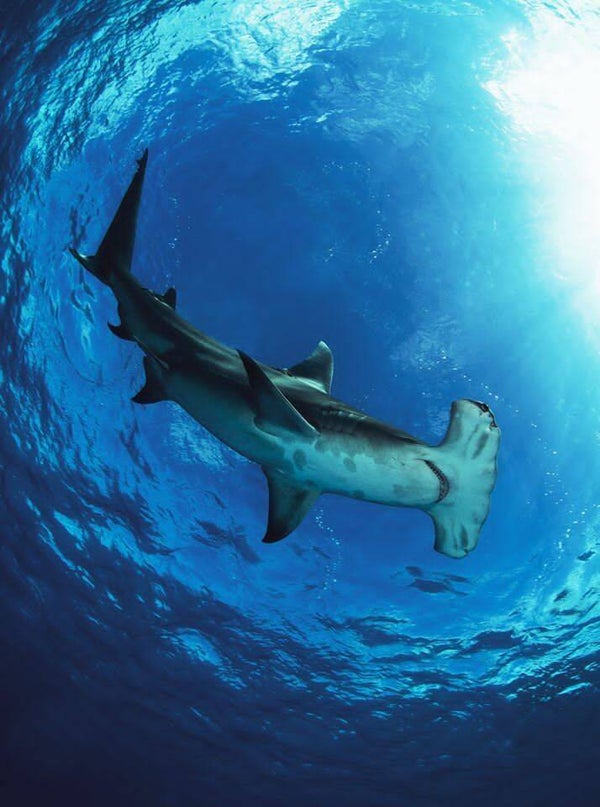 DP Requin 13