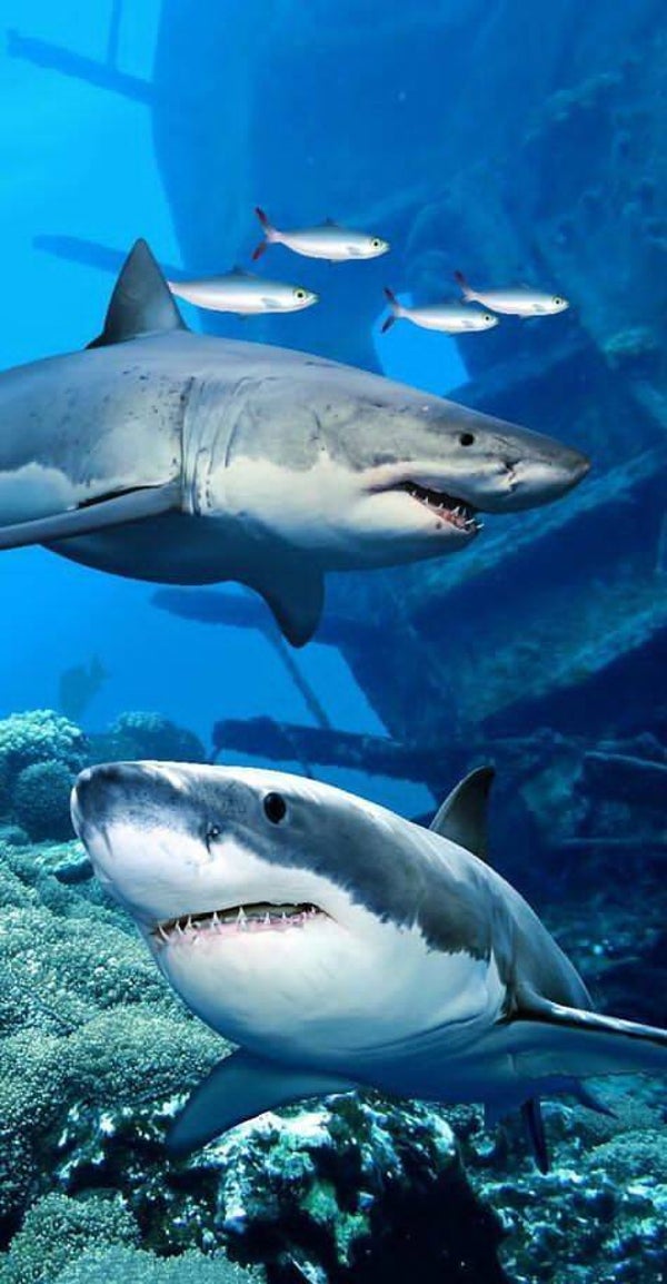 DP Requin 14