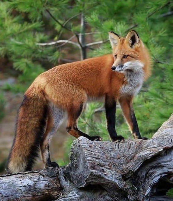 DP Renard 03