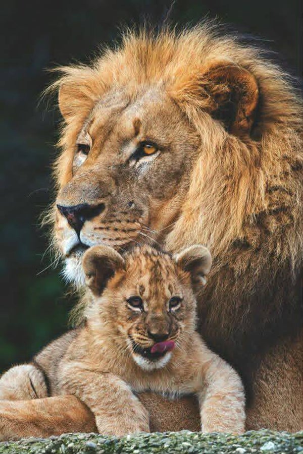 DP Lion 04