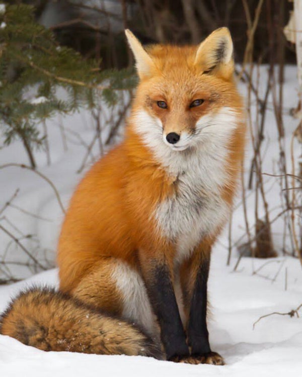 DP Renard 07