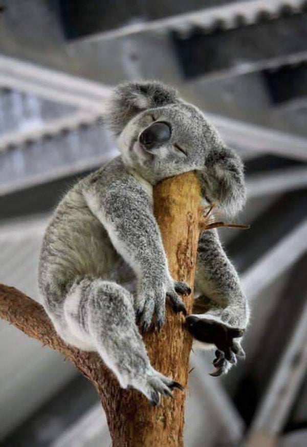 DP Koala  04