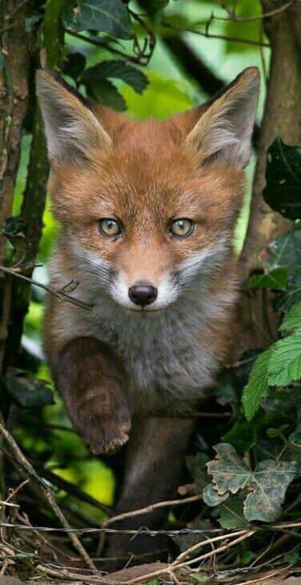 DP Renard 05