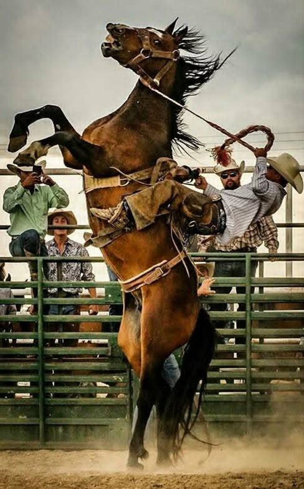 DP Rodeo 15