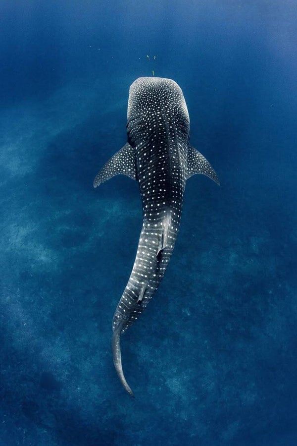 DP Requin 08