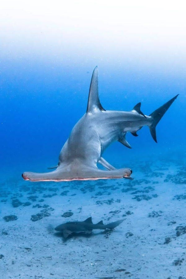 DP Requin 05