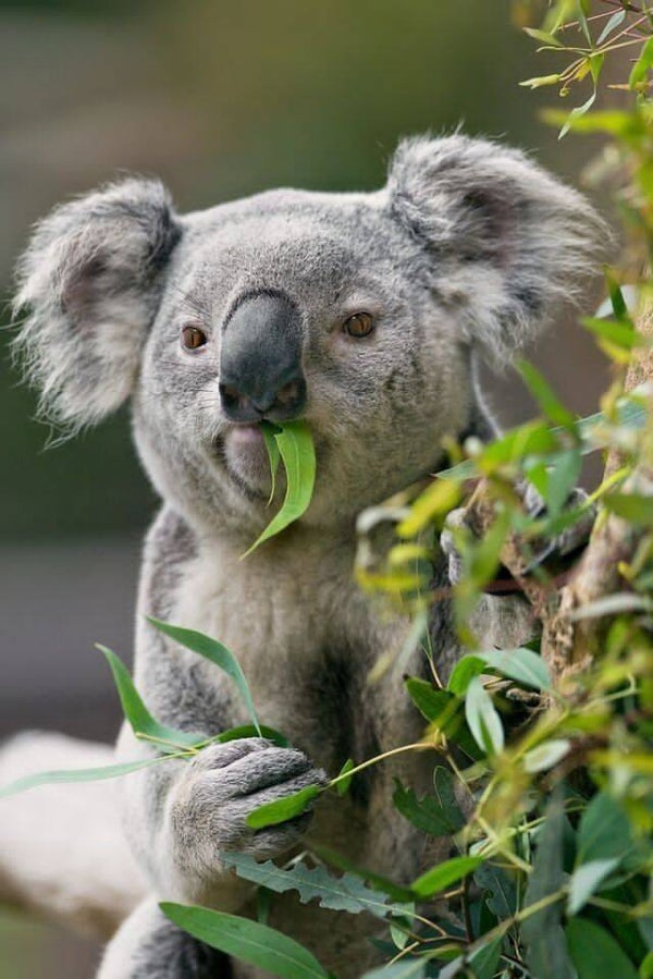 DP Koala 02