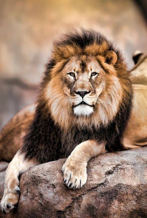 DP Lion 07