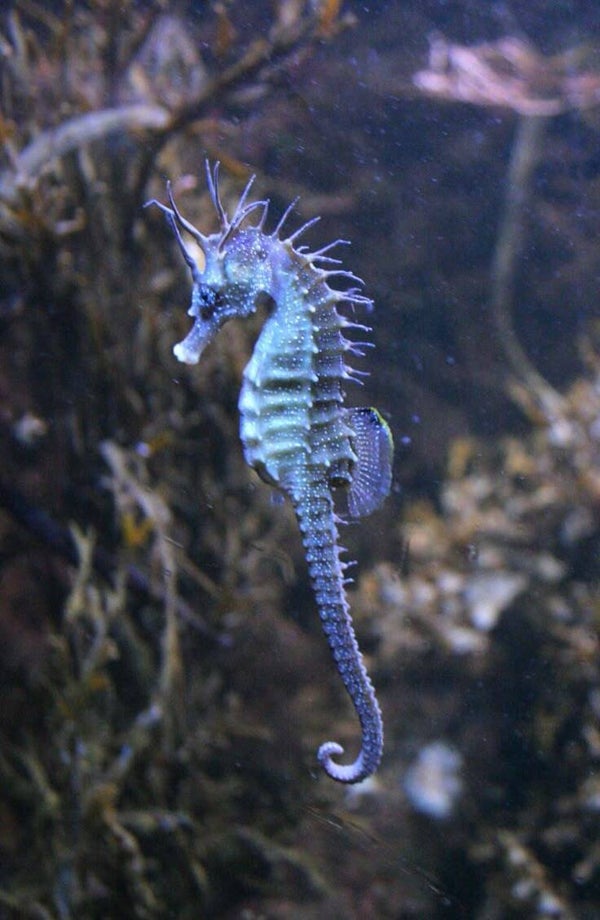 DP Hippocampe 11