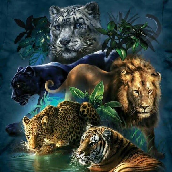 DP Savane 04