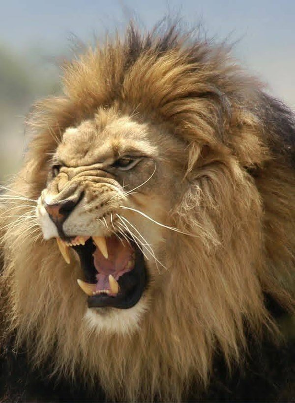 DP Lion 17