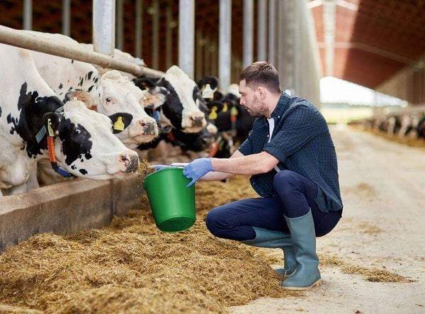 DP Agriculteur 18