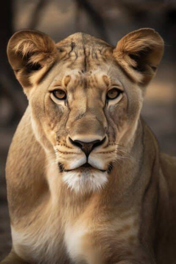 DP Lion 11