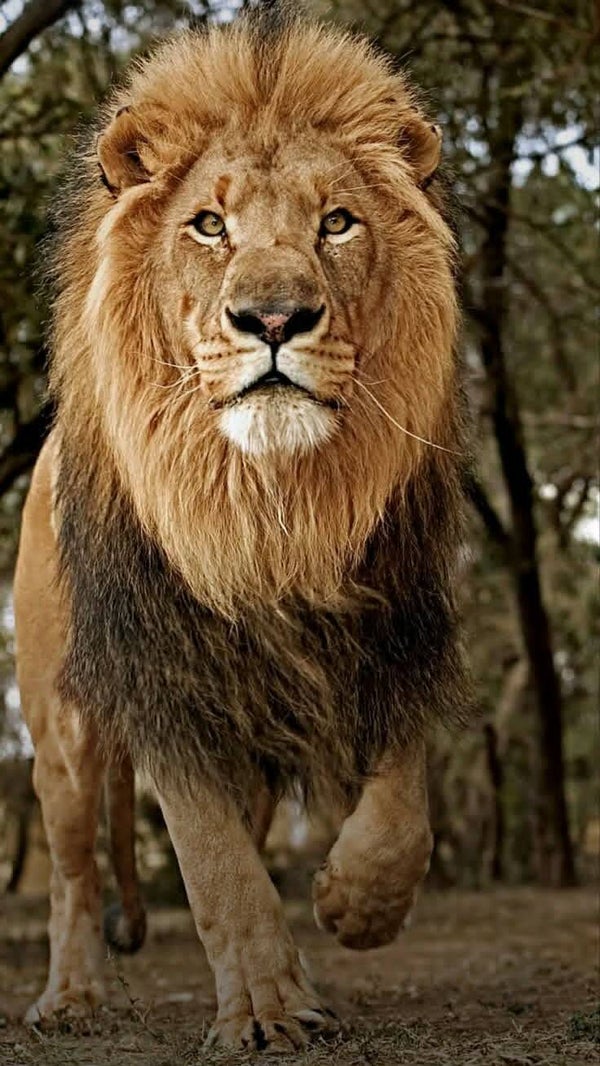DP Lion 13