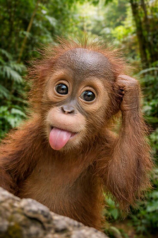 DP Singe 09
