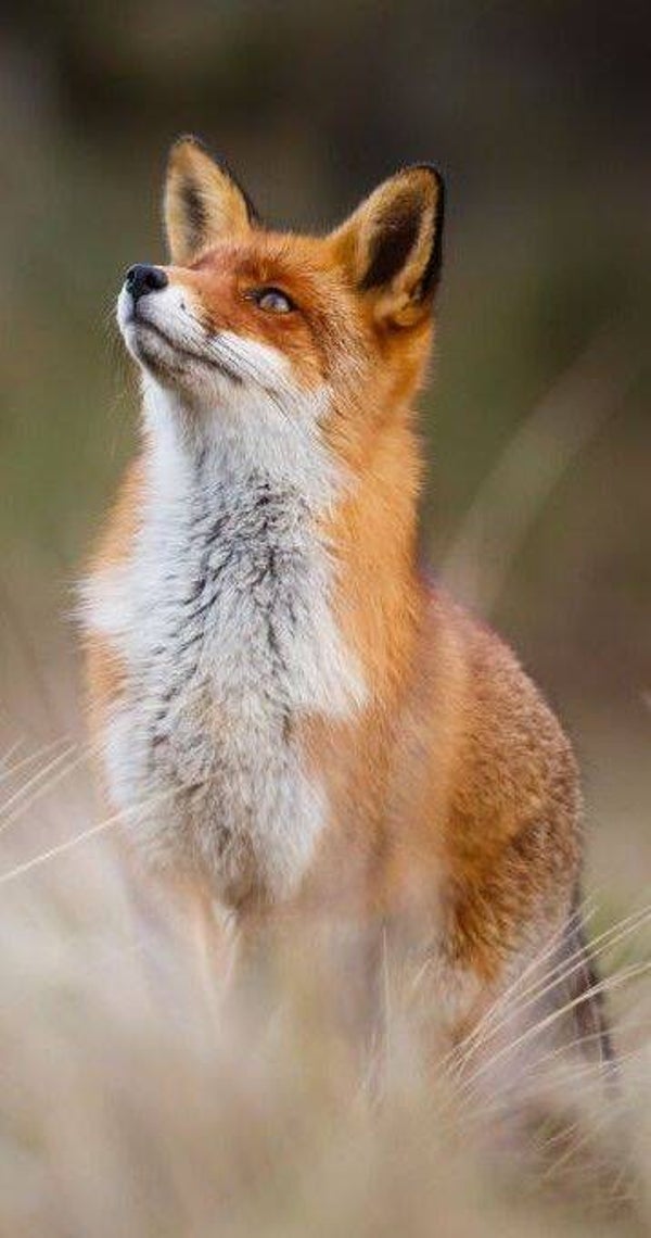 DP Renard 04